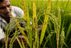 paddy plants turning yellow